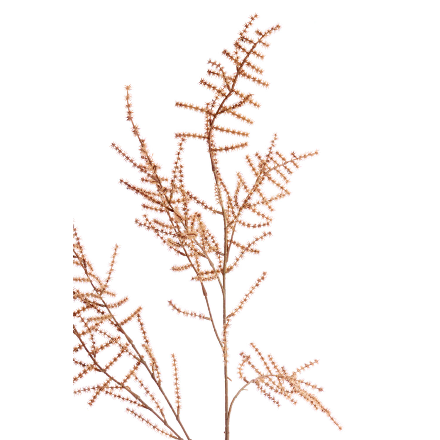 Artificial flower 30x5x132 cm SPARGEL brown