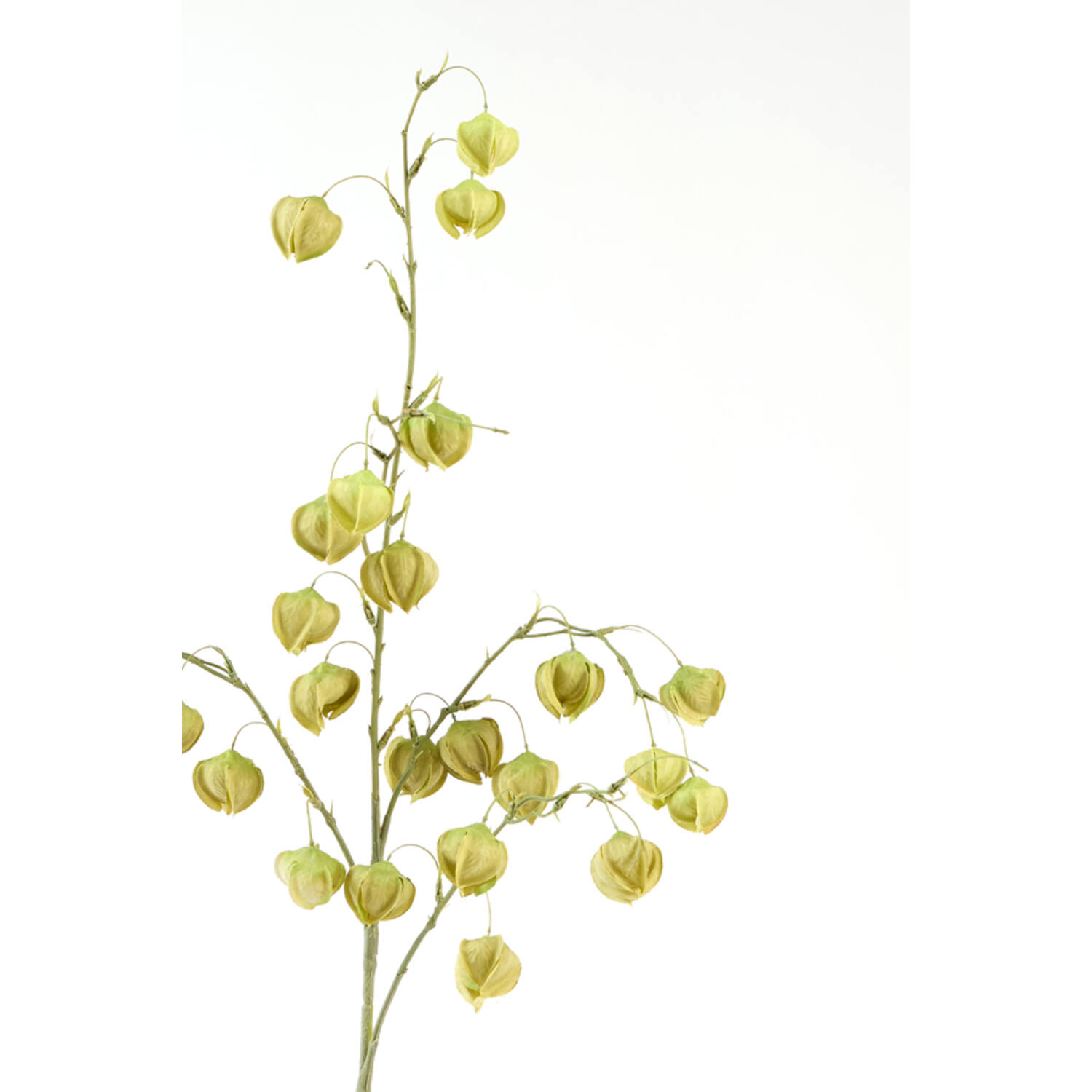 Artificial flower 20x10x100 cm PHYSALIS light green