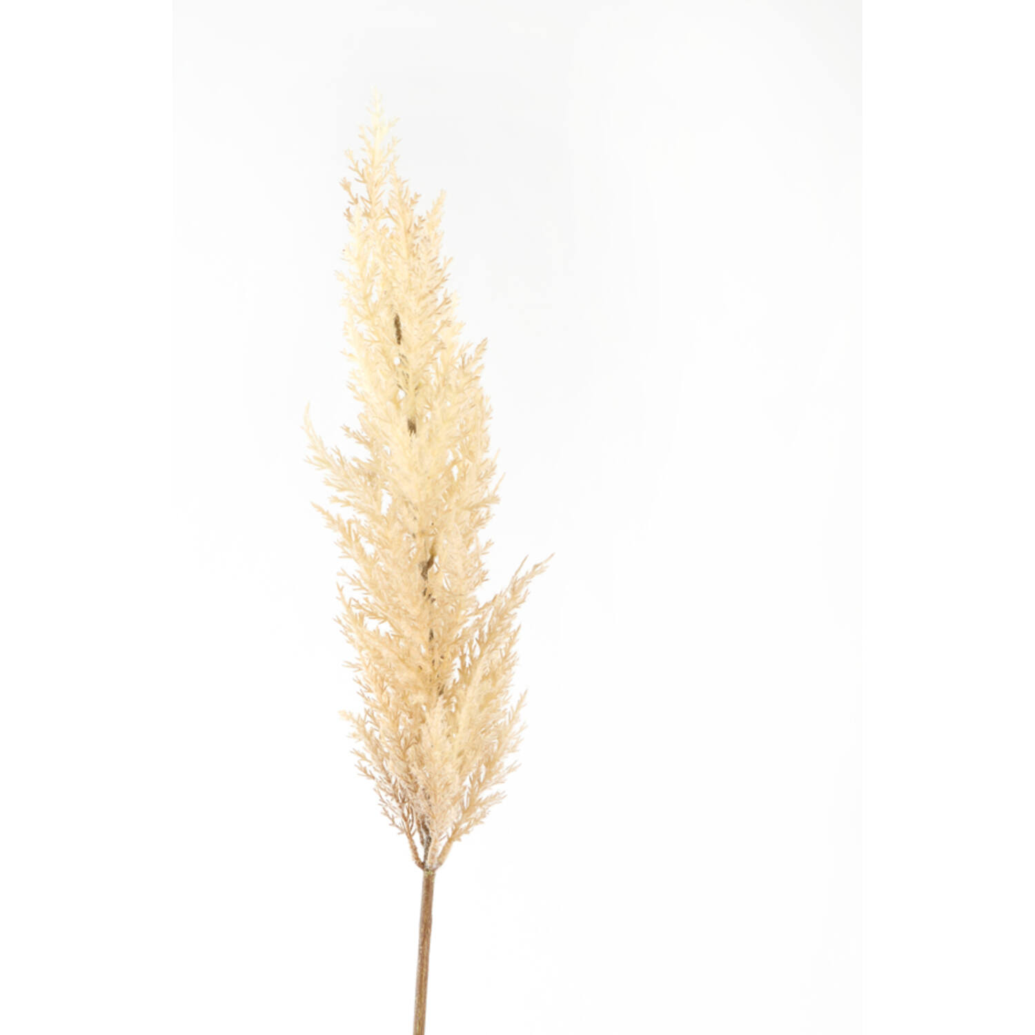 Artificial flower 10x10x96 cm PAMPAS beige