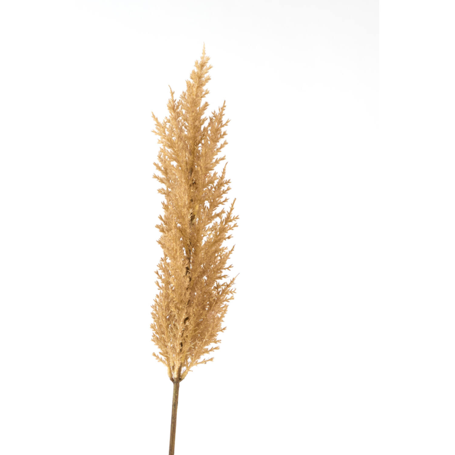 Artificial flower 10x10x96 cm PAMPAS brown