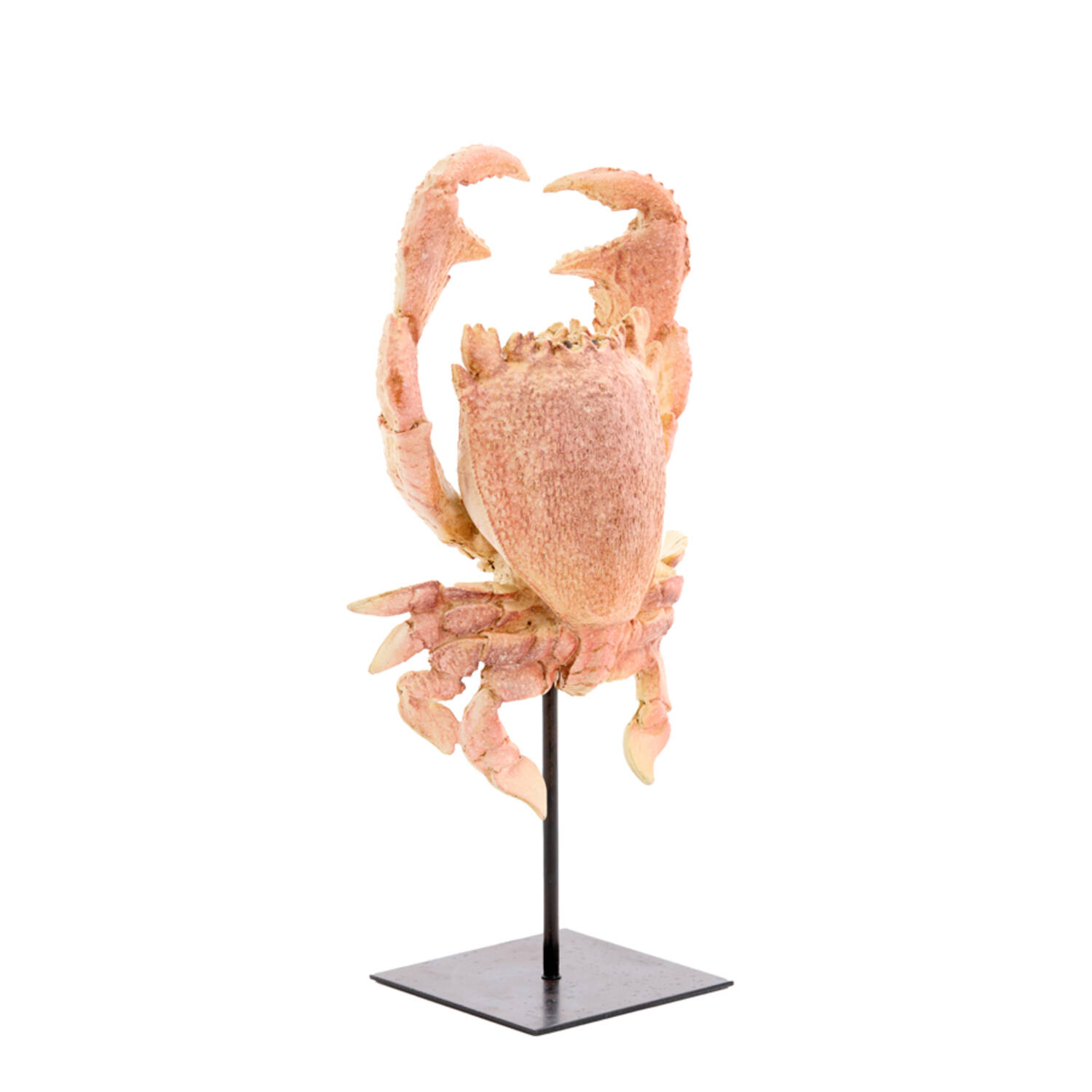 Ornament op voet 23x12,5x42,5 cm CRAB licht koraal