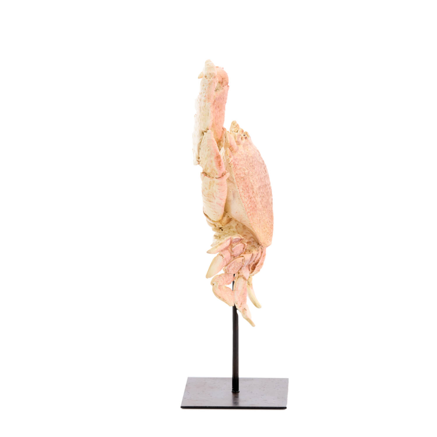 Ornament op voet 23x12,5x42,5 cm CRAB licht koraal
