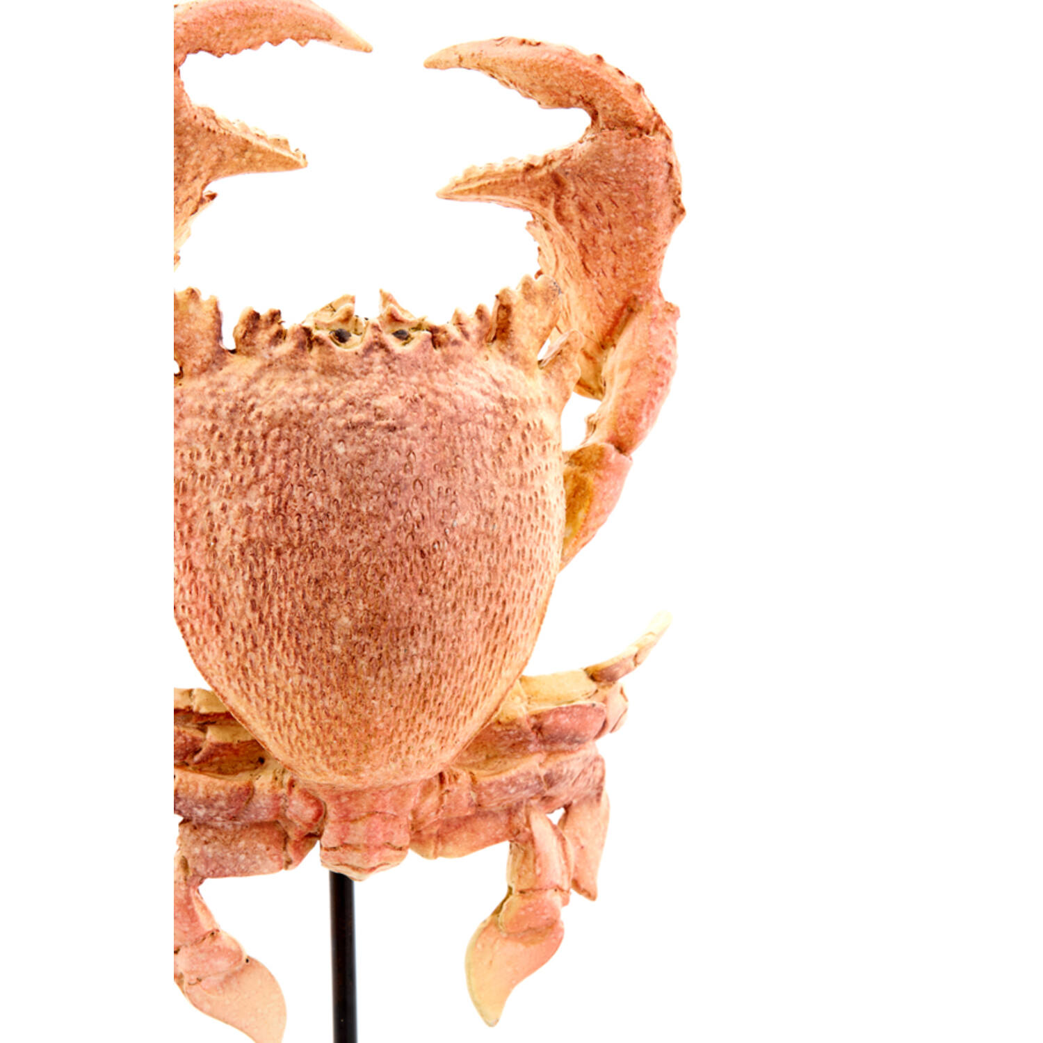 Ornament op voet 23x12,5x42,5 cm CRAB licht koraal