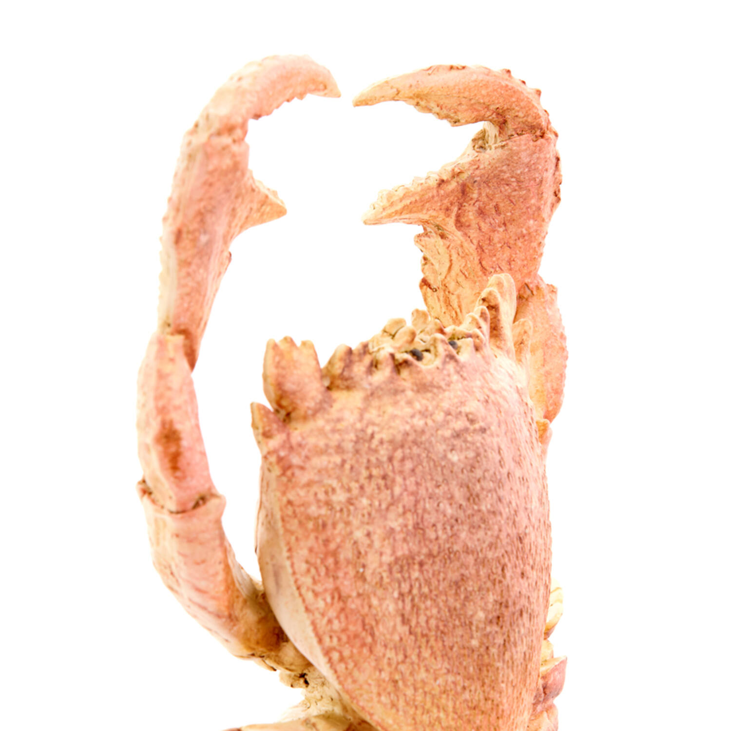 Ornament op voet 23x12,5x42,5 cm CRAB licht koraal