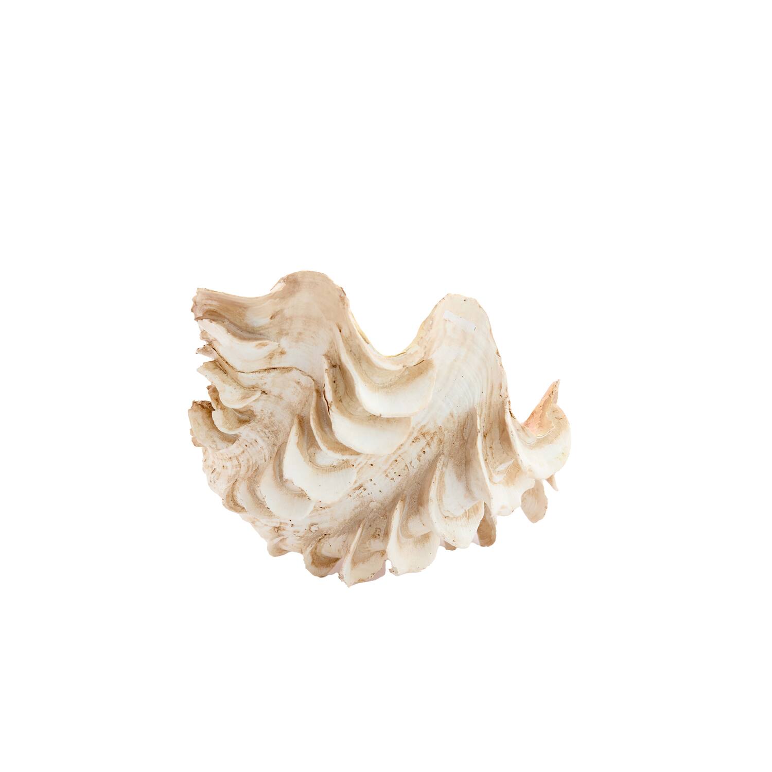 Ornament 23,5x18x11 cm SHELL crème+koraal