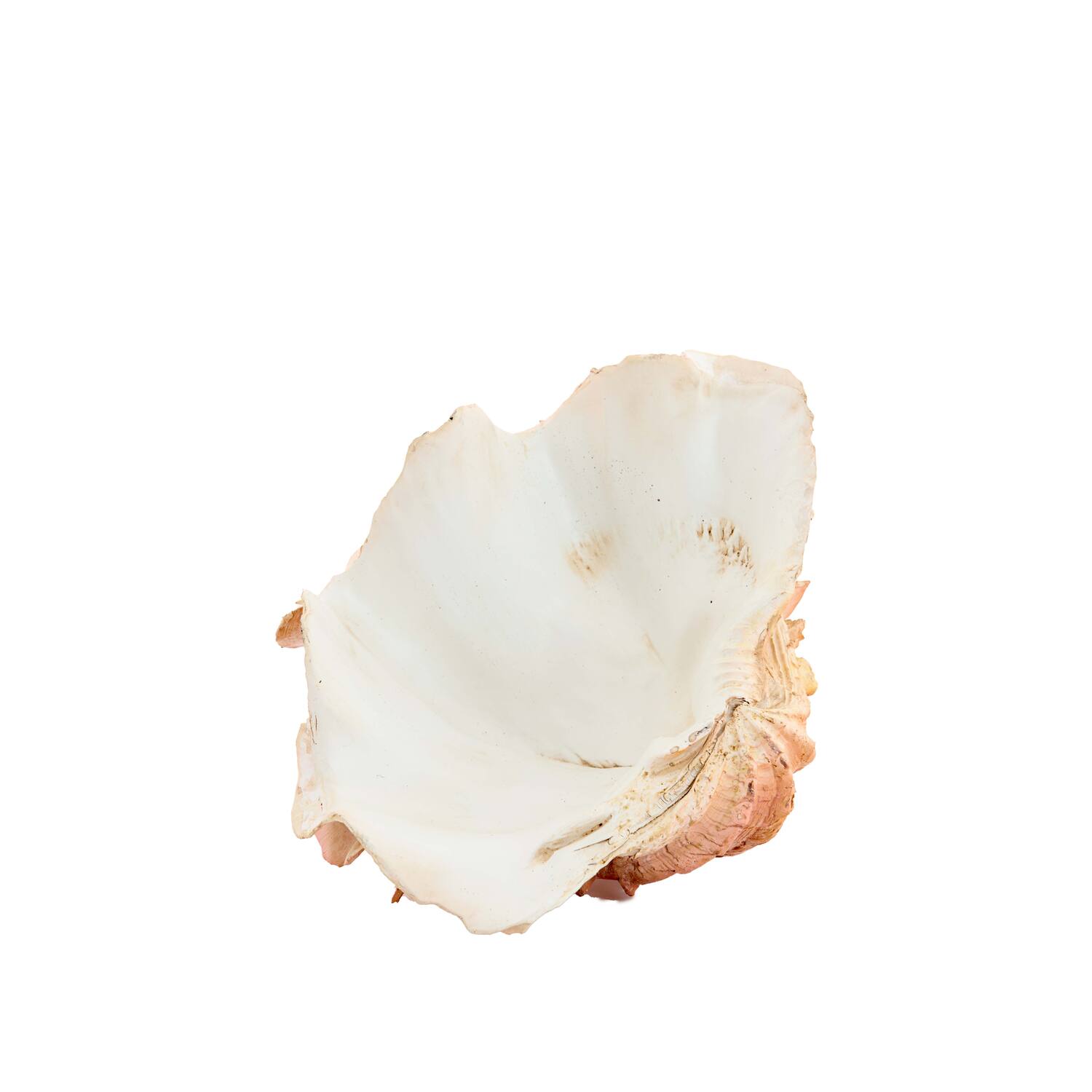 Ornament 23,5x18x11 cm SHELL koraal+crème