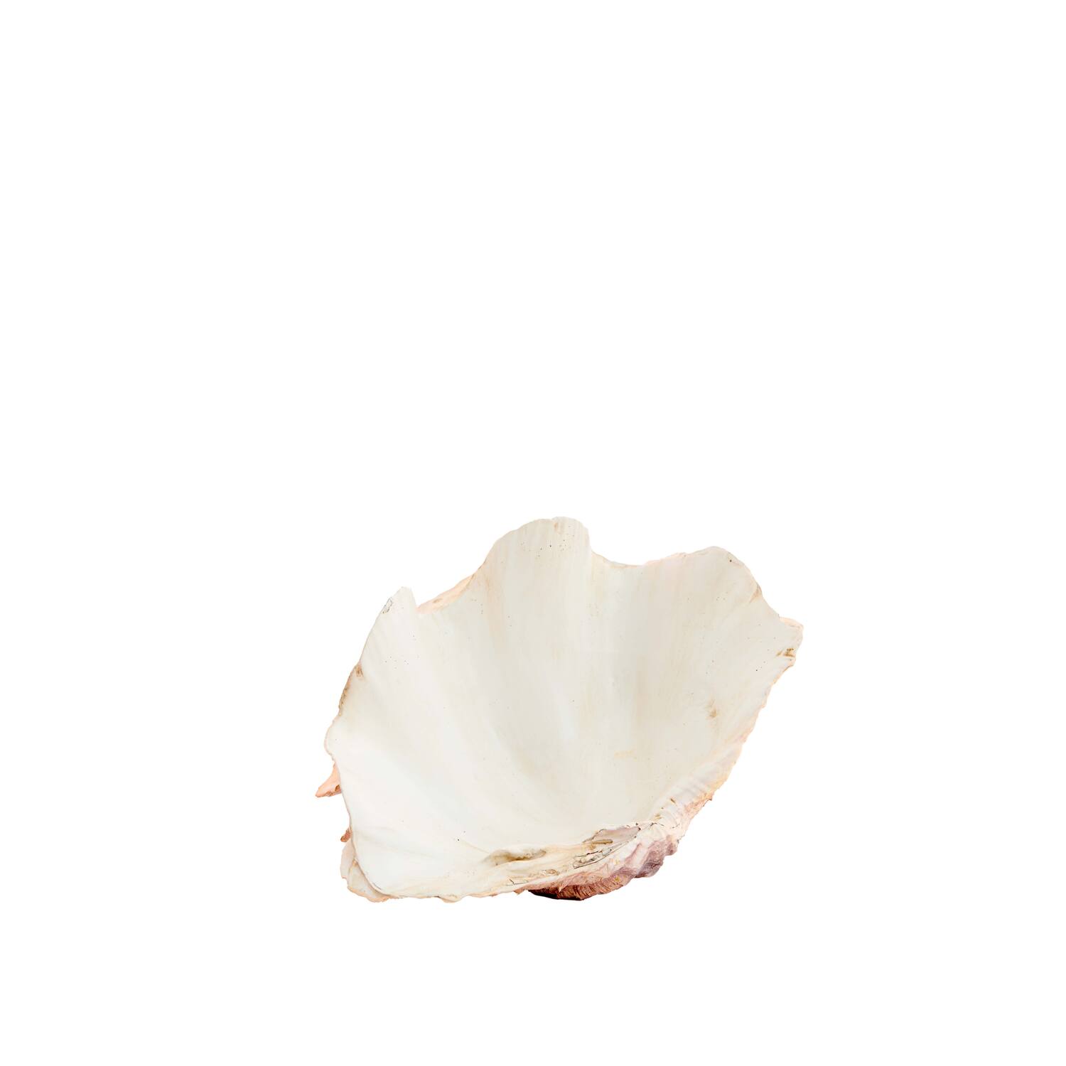 Ornament 20x12,5x7,5 cm SHELL coral+cream