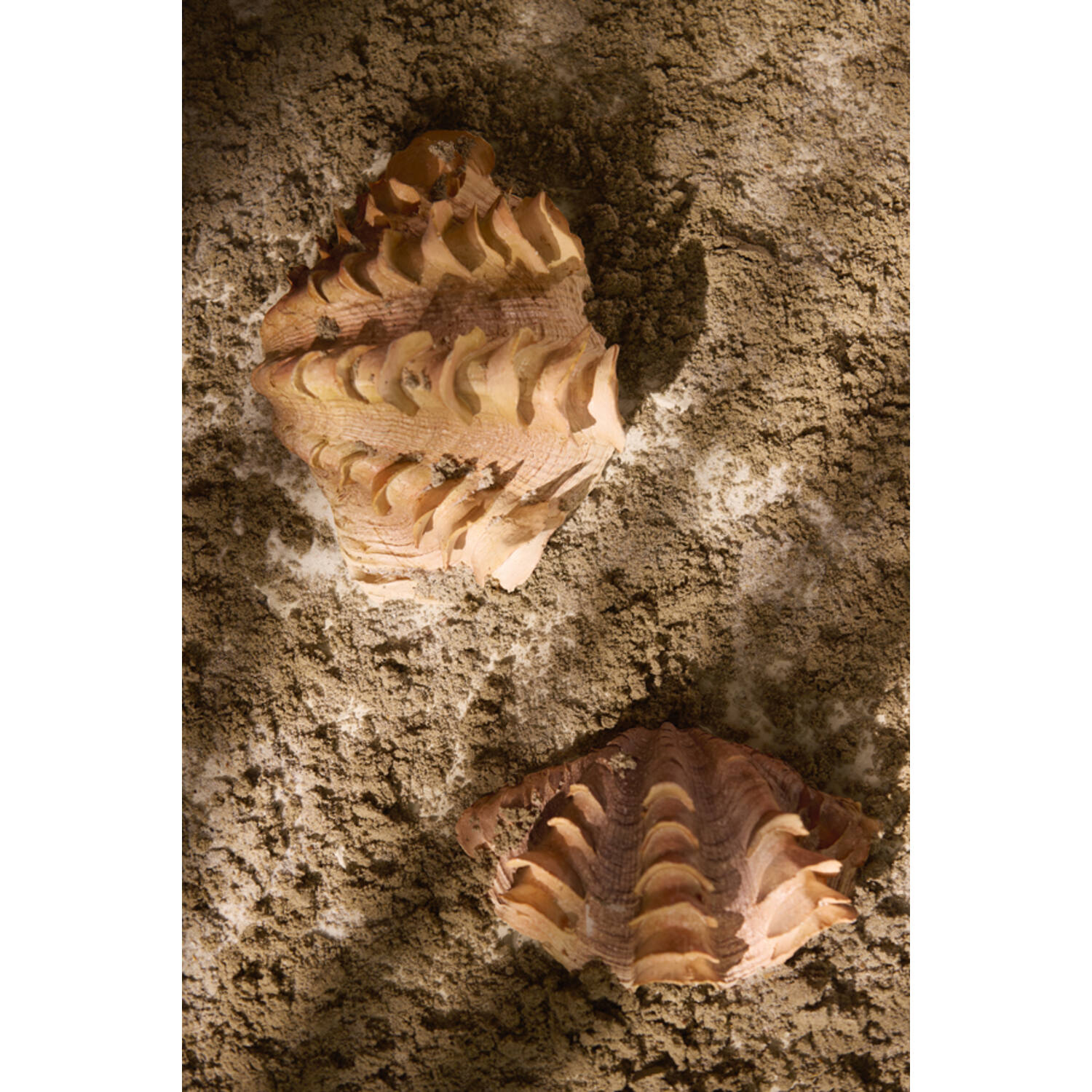 Ornament 20x12,5x7,5 cm SHELL coral+cream
