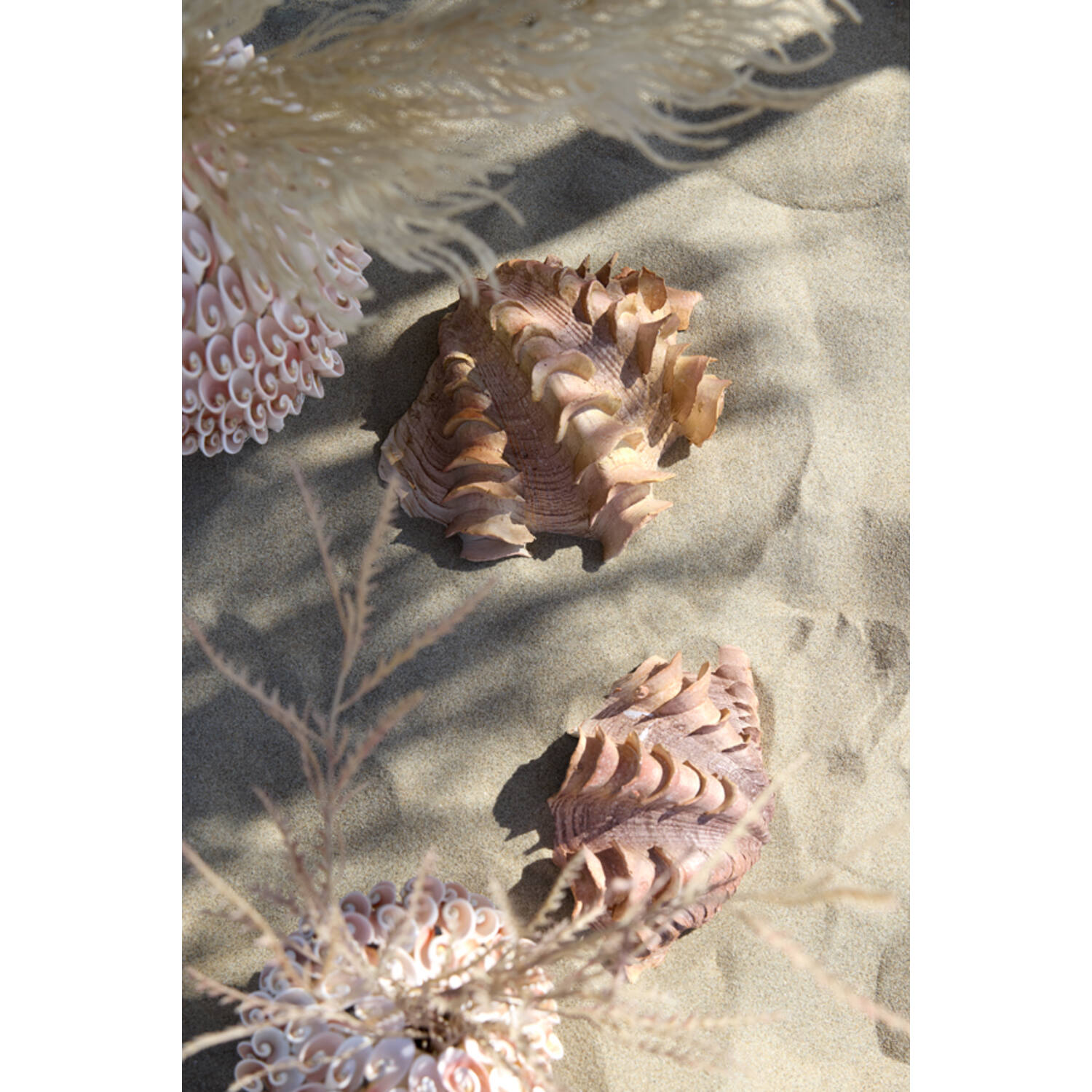 Ornament 20x12,5x7,5 cm SHELL coral+cream