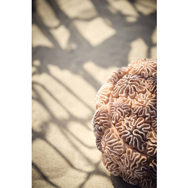 Deco box+deksel Ø20x15,5 cm CORAL perzik-licht bruin