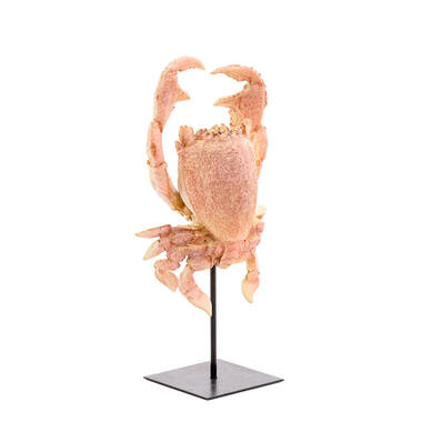 Ornament on base 23x12,5x42,5 cm CRAB light coral