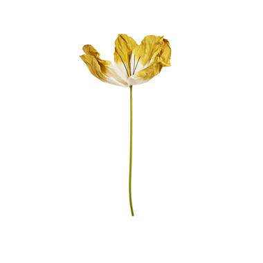 Artificial flower 32x32x120 cm LOEK paper green+yellow