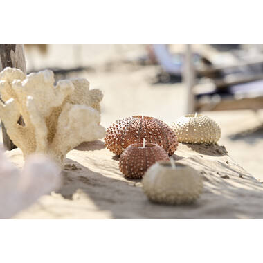 Tealight holder Ø12x7 cm SEA URCHIN cream