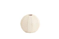 Vaas deco Ø22x18,5 cm SEA URCHIN crème