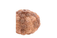 Deco box+deksel Ø17x16 cm CORAL perzik-licht bruin