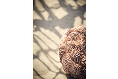 Deco box+deksel Ø20x15,5 cm CORAL perzik-licht bruin