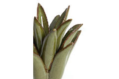 Candle stick Ø11,5x11,5 cm CACTUS ceramics dark green