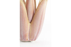 Candle stick Ø13x16 cm CACTUS ceramics coral