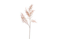 Artificial flower 30x5x132 cm SPARGEL brown