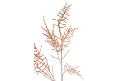 Artificial flower 30x5x132 cm SPARGEL brown