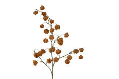 Artificial flower 20x10x100 cm PHYSALIS terra-orange