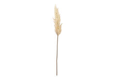 Artificial flower 10x10x96 cm PAMPAS beige
