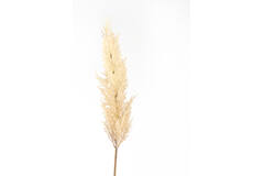 Artificial flower 10x10x96 cm PAMPAS beige