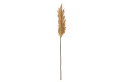 Artificial flower 10x10x96 cm PAMPAS brown