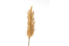 Artificial flower 10x10x96 cm PAMPAS brown