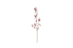Artificial flower 20x5x110 cm POLYGONUM dark pink