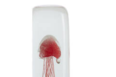 Ornament 6x6x18,5 cm JELLYFISH glas koraal