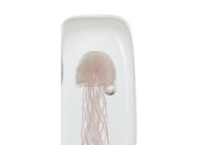 Ornament 6x6x18,5 cm JELLYFISH glass light pink