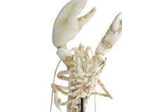 Ornament op voet 25x14x56,5 cm LOBSTER gebroken wit