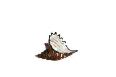Ornament 22x10x12 cm SHELL glass brown-bronze+white