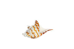 Ornament 28x12x16 cm SHELL glass white+caramel