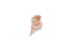 Ornament 30x15x11,5 cm SHELL keramiek crème+rood+geel