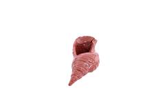 Ornament 30x15x11,5 cm SHELL keramiek koraal