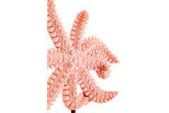 Ornament on base 28x8x36 cm STARFISH light pink+marble white