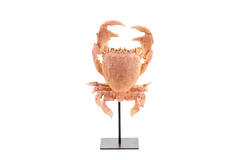 Ornament op voet 23x12,5x42,5 cm CRAB licht koraal