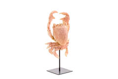 Ornament op voet 23x12,5x42,5 cm CRAB licht koraal