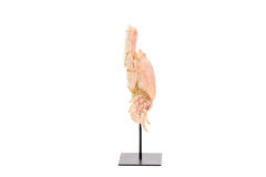 Ornament op voet 23x12,5x42,5 cm CRAB licht koraal