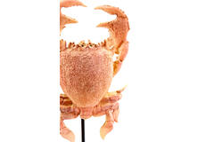Ornament op voet 23x12,5x42,5 cm CRAB licht koraal