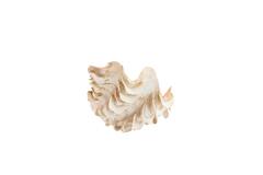 Ornament 23,5x18x11 cm SHELL crème+koraal