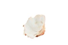 Ornament 23,5x18x11 cm SHELL koraal+crème