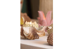 Ornament 23,5x18x11 cm SHELL koraal+crème