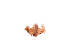 Ornament 20x12,5x7,5 cm SHELL coral+cream