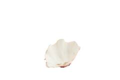 Ornament 20x12,5x7,5 cm SHELL coral+cream