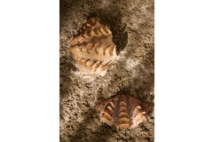 Ornament 20x12,5x7,5 cm SHELL coral+cream