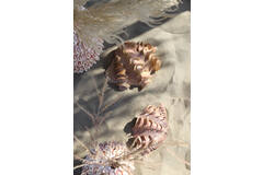 Ornament 20x12,5x7,5 cm SHELL coral+cream