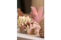 Ornament 20x12,5x7,5 cm SHELL coral+cream